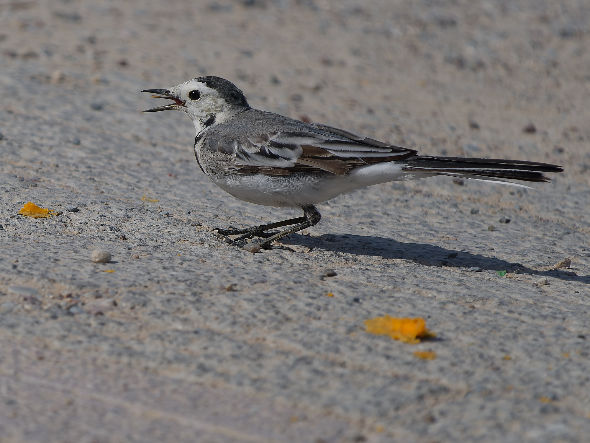 Motacilla alba / White wagtail / Witte kwikstaart